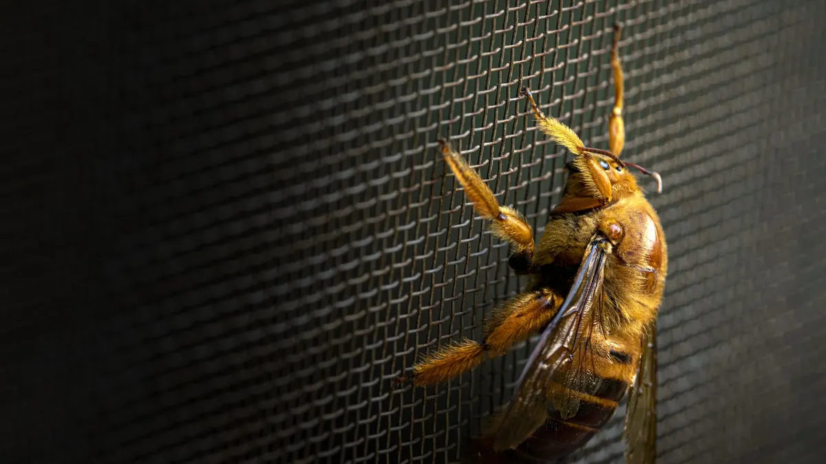 Insect resting on fine screen mesh